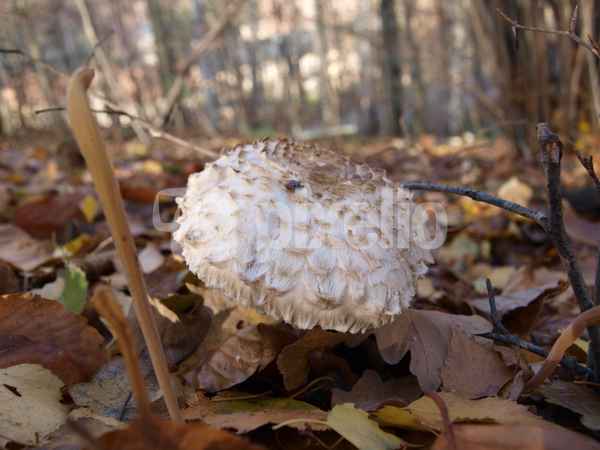 Riesenschirmling