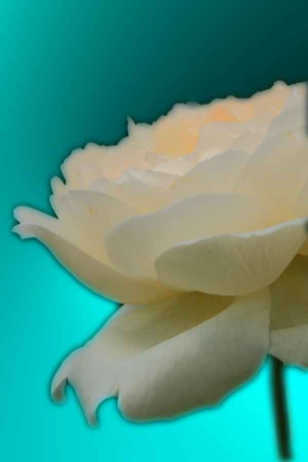 weiße Rose