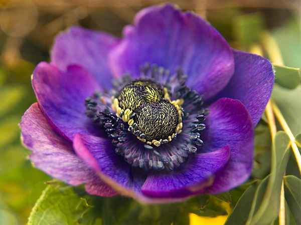 Anemone ?!