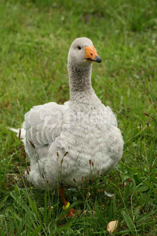 junge gans