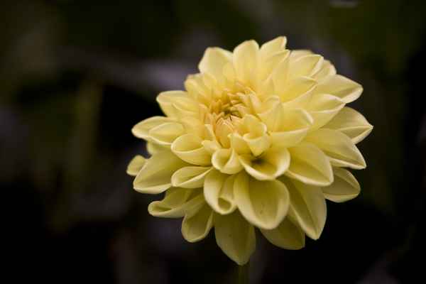 Yellow Dahlia