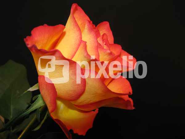 gelb-rote Rose