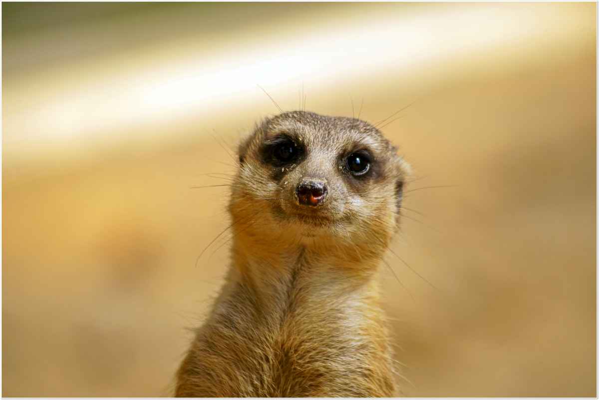 Hallo Süße - wollen wir ein wenig plaudern? ;)