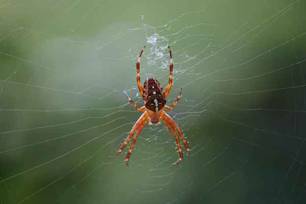 Kreuzspinne