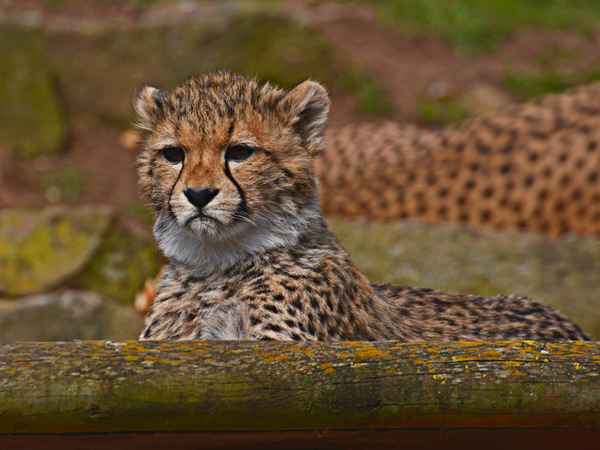 Junger Gepard