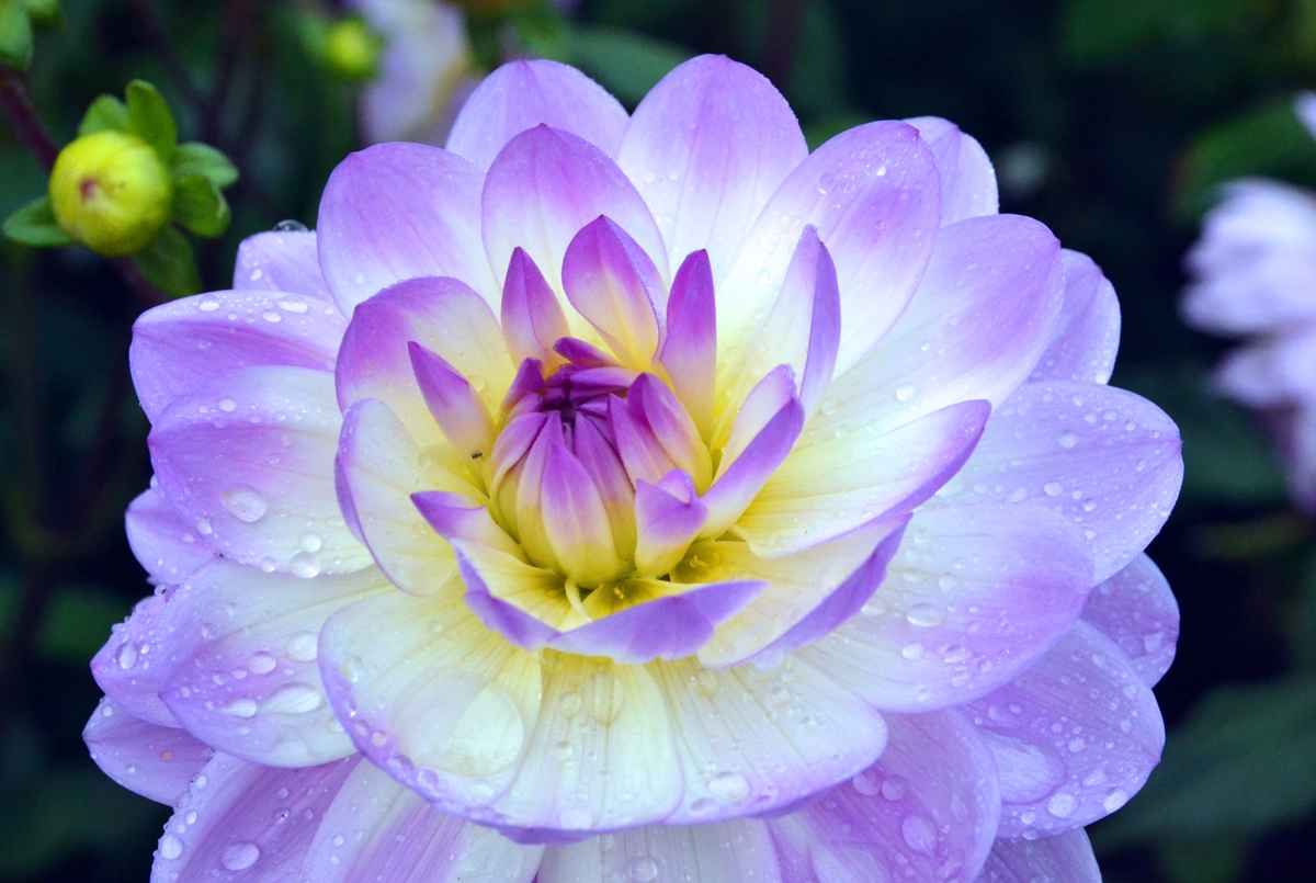 Dahlie mit Leuchtkraft