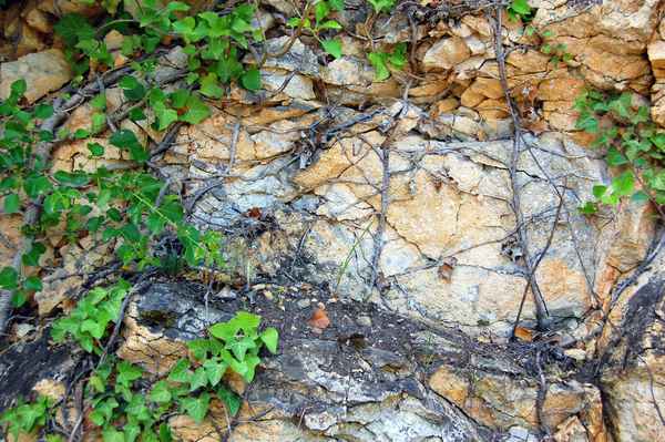 Das Netzwerk der Natur
