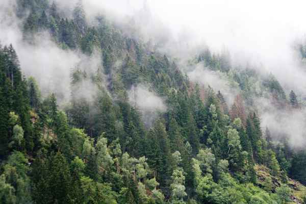 Nebel über den Bäumen