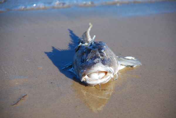 Unvollständiger Fisch