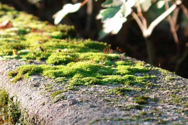 MoOsLaNdScHaFt II