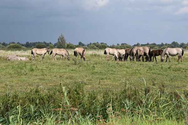 Wildpferde in den Niederlanden