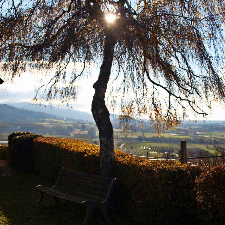 Licht in der  Trauerbirke