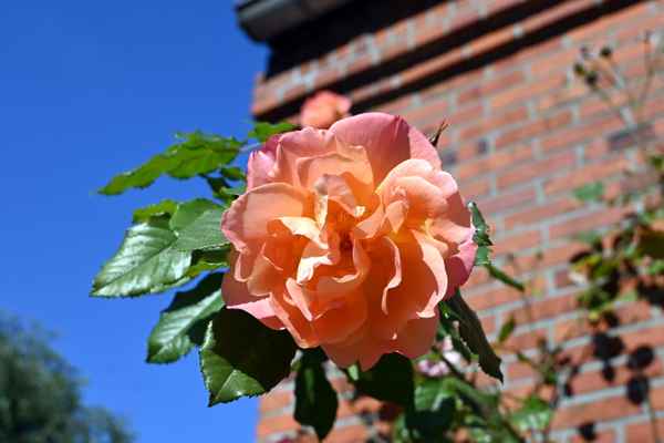 Rose in der Herbstsonne