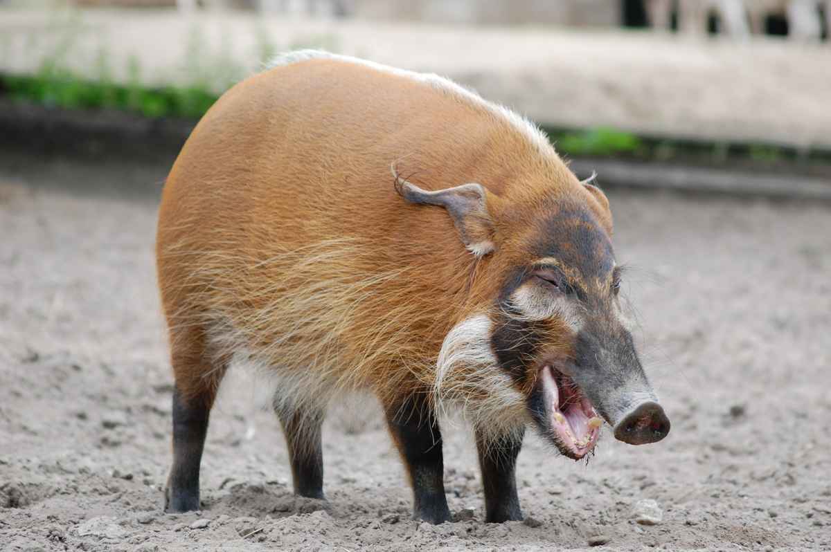 PINSELohrschwein