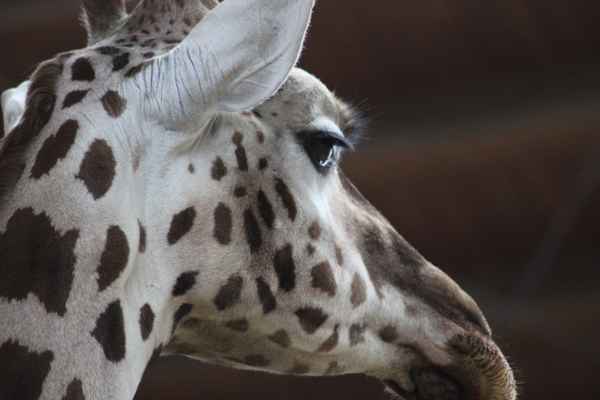Giraffenportrait