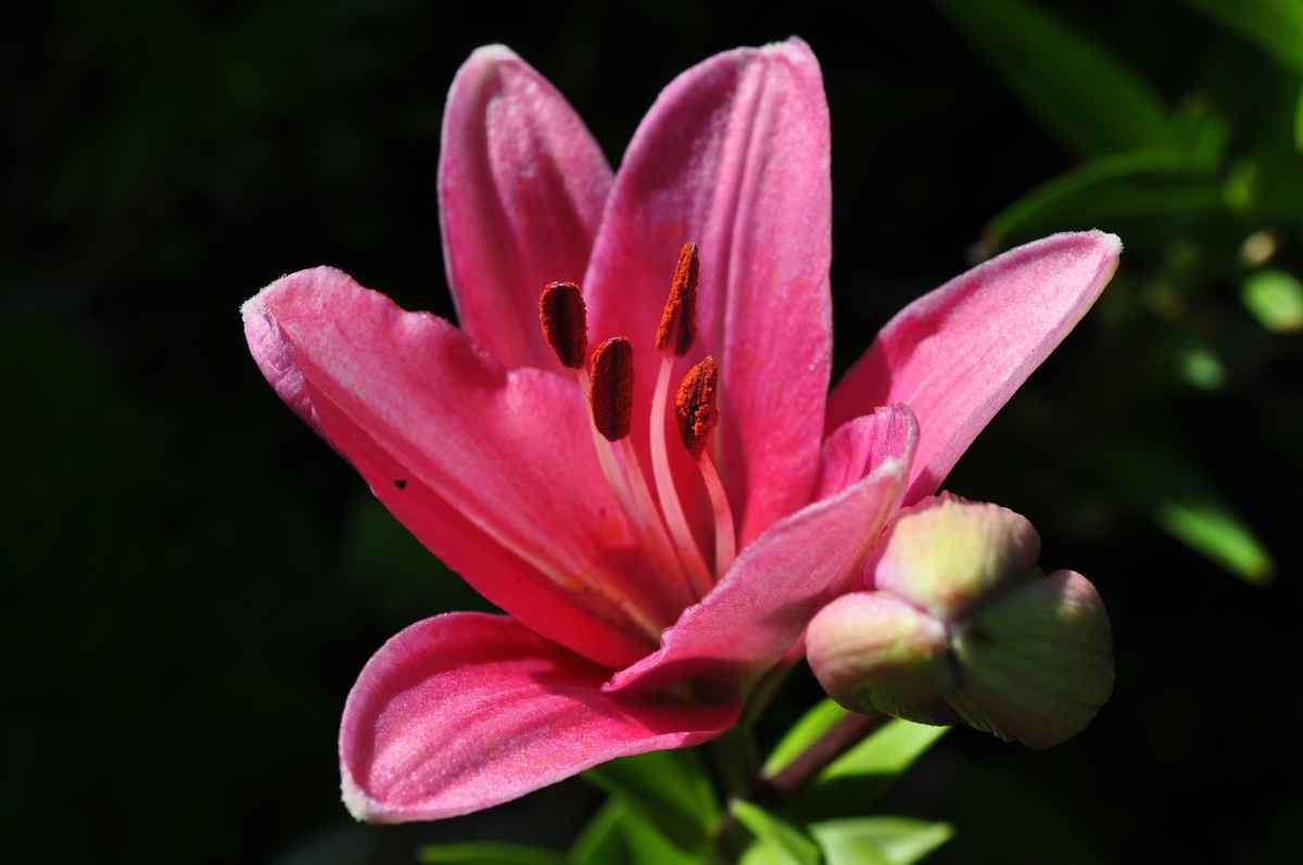 portrait einer Lilie