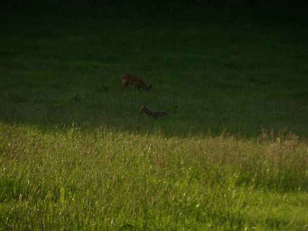 Fuchs und Reh auf Wiese