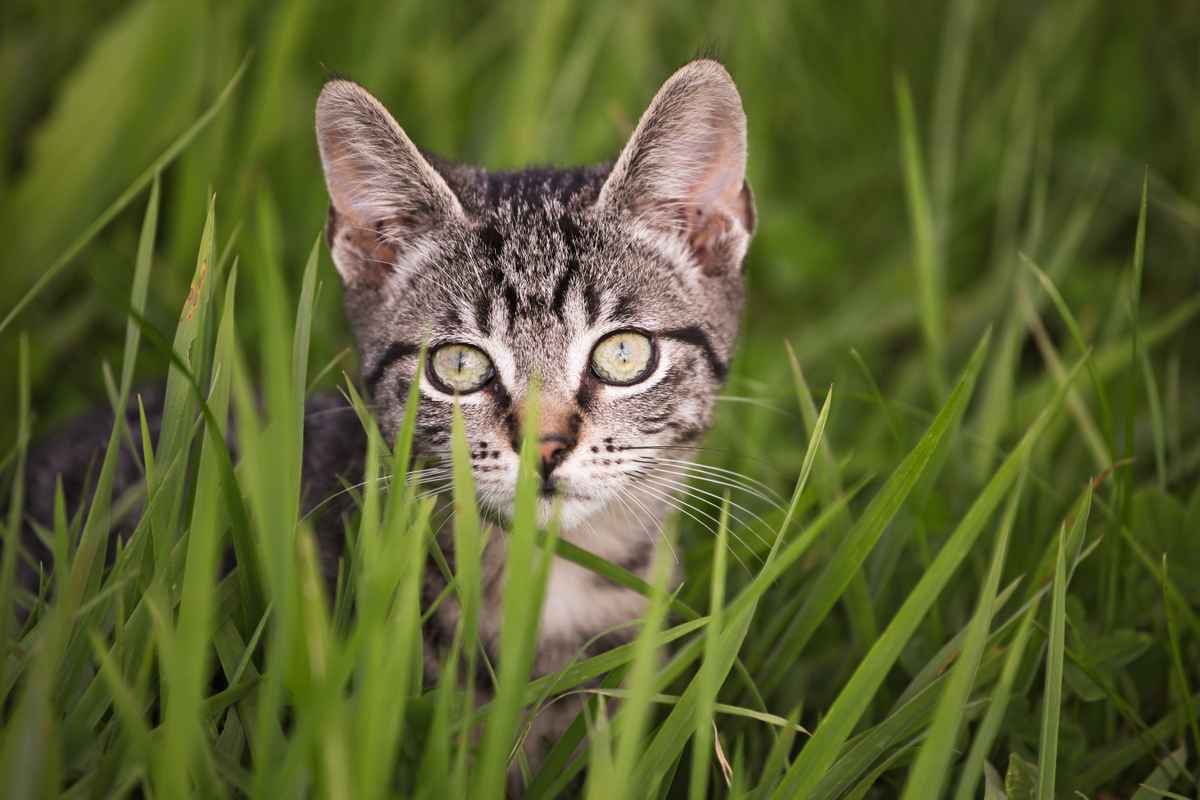 Tigerchen auf der Wiese
