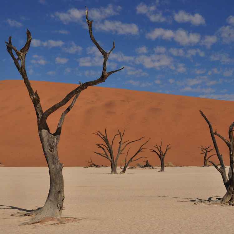Tote Bäume im Deadvlei