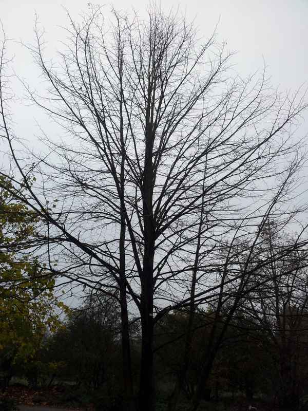 Schon alles Laub verloren