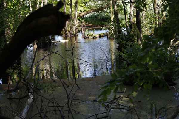 Kleiner Waldsee in Petriholz