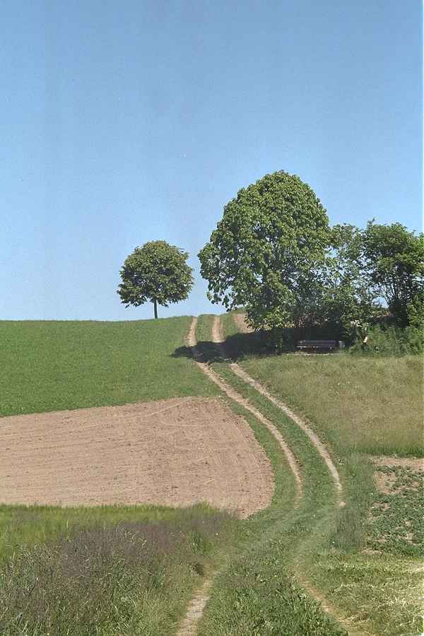 Feldweg ins Blaue