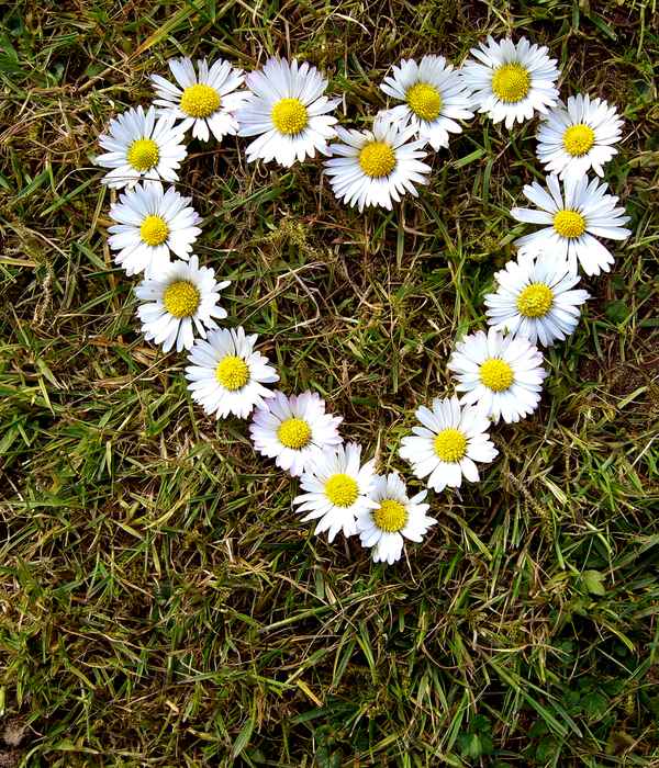 Gänseblümchenliebe