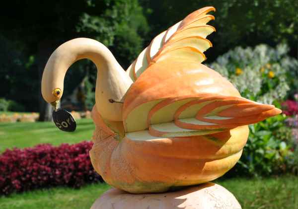 Kürbis - Schwan