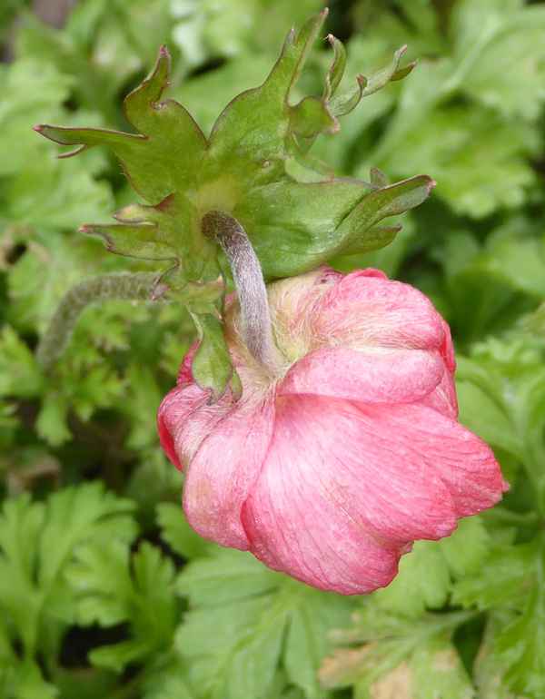 Die rote Blume, die ihr Hinterköpfchen zeigt