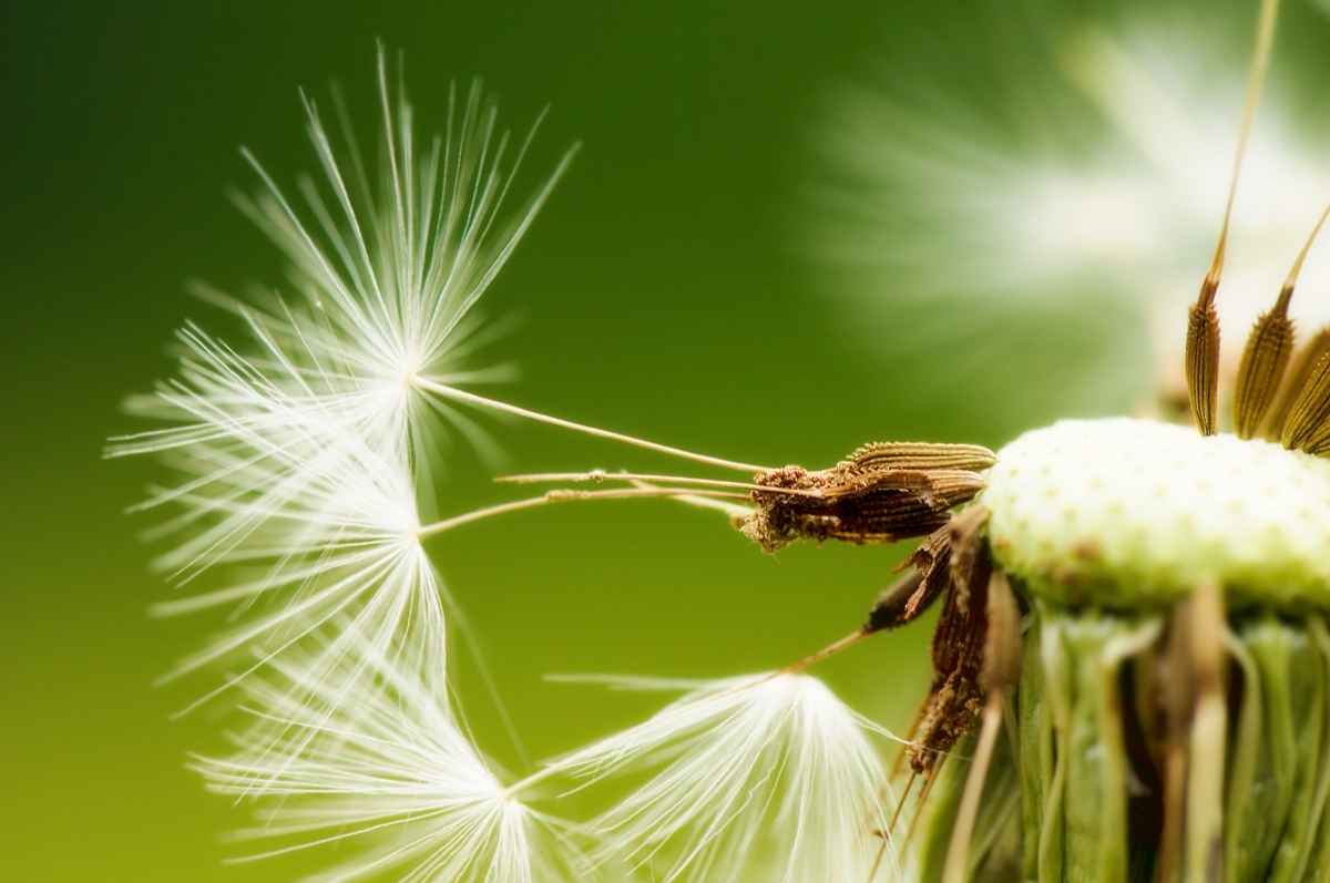 Pusteblume