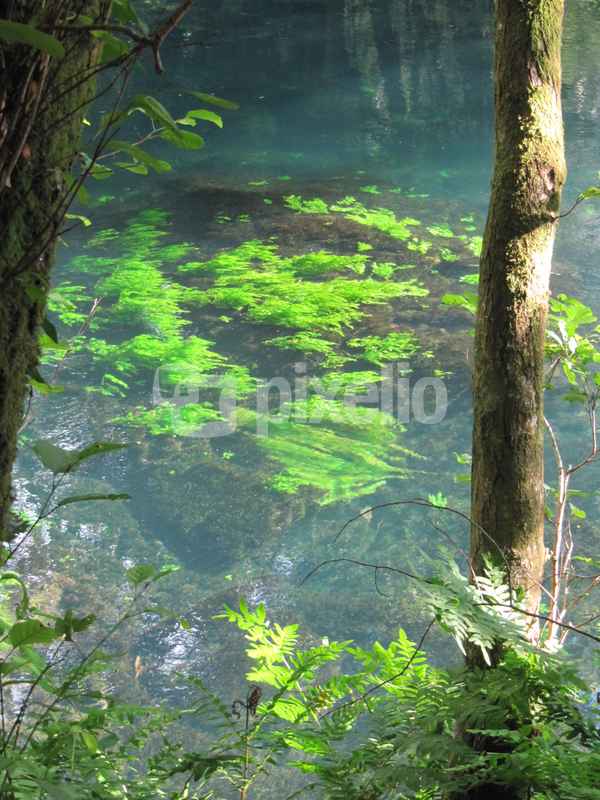Im Wasser schweben