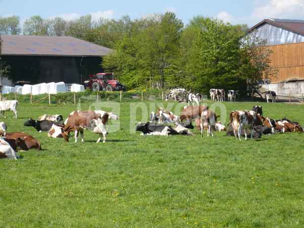 Kühe im Sauerland