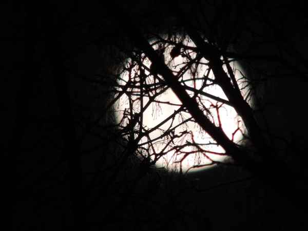Vollmond in Baumwipfeln