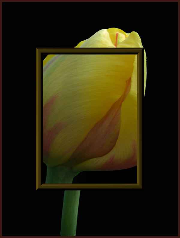 Tulpe ...unter der Lupe