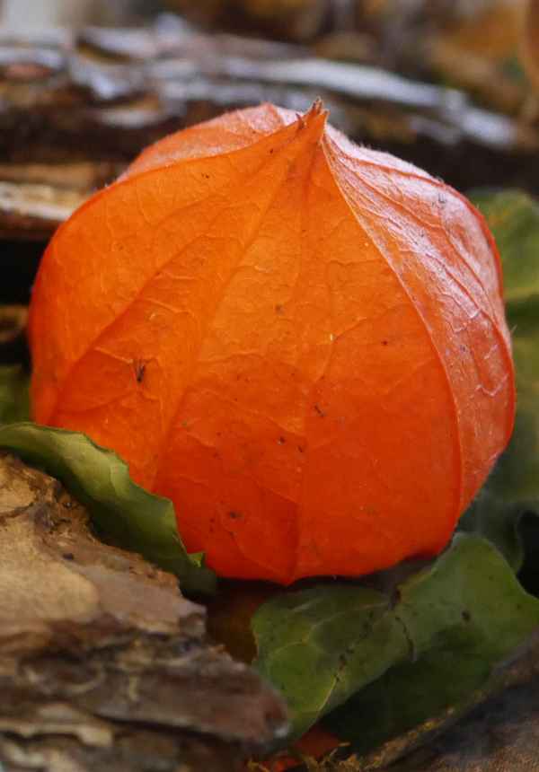 Lampion