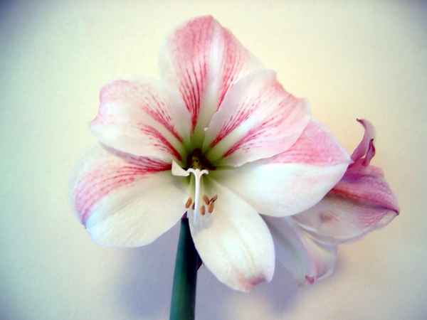 Amaryllis rosa