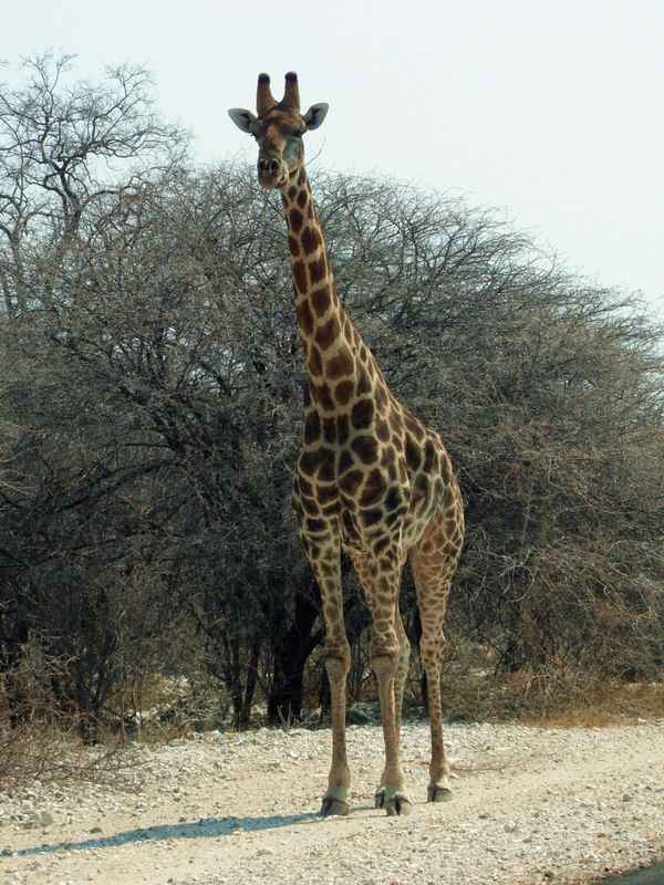Giraffe im Etoscha NP