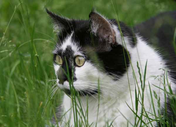 Katzenportrait II