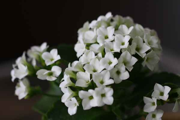 Weiße Kalanchoe