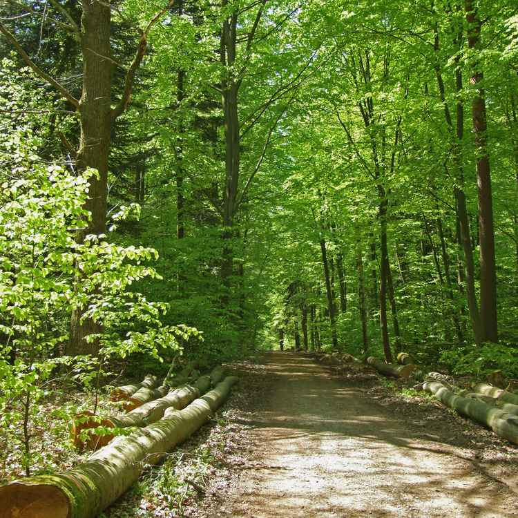 Weg durch den Buchen-Maiwald