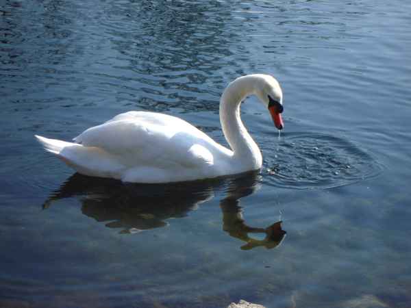 Schwan im Februar 07