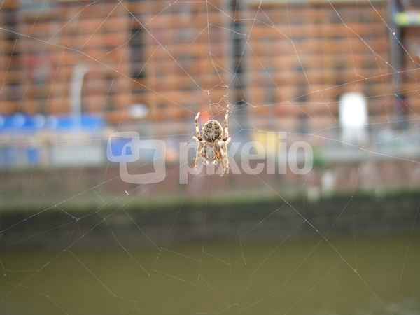 Spinne im Netz