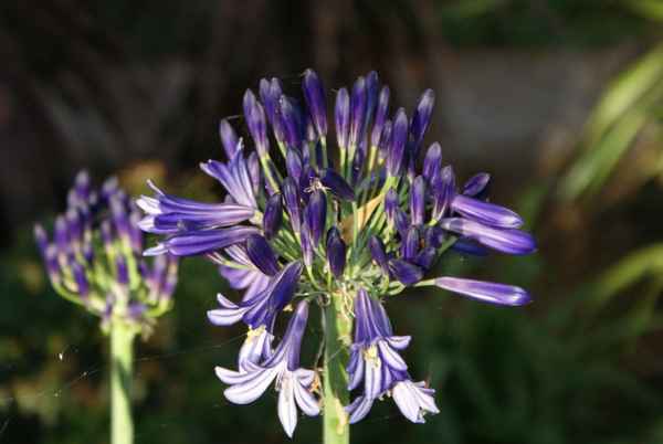 aufblühender Agapanthus