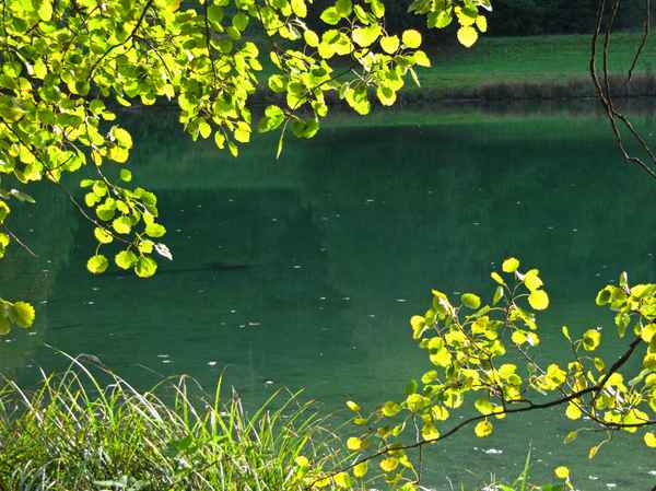 Pappel-Laub_am_Teich