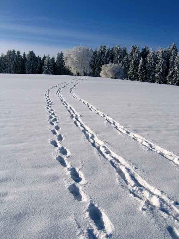  Spuren im Schnee