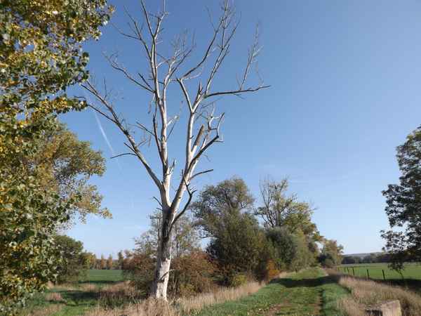 Abgestorbener Baum