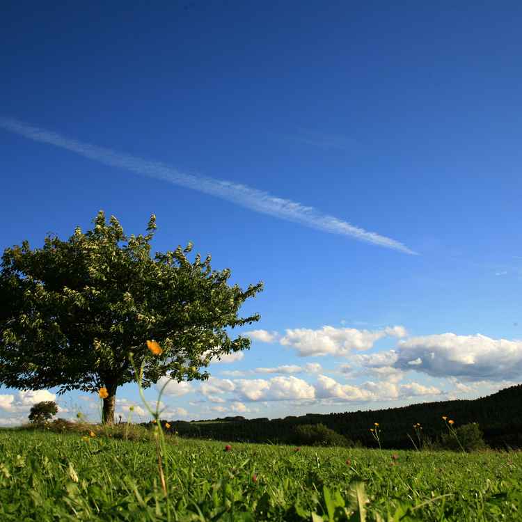 Himmelswiese_3