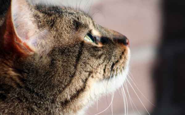 Katzenportait