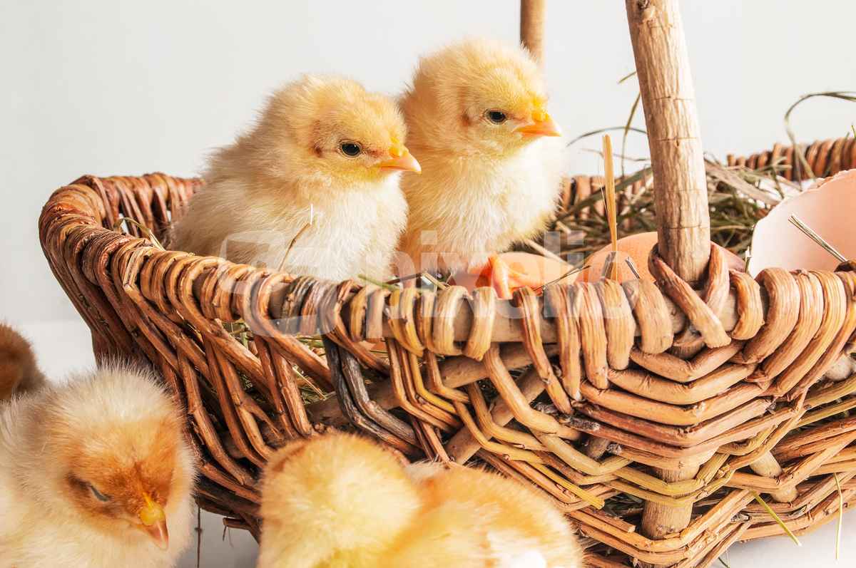 Kücken im Nest
