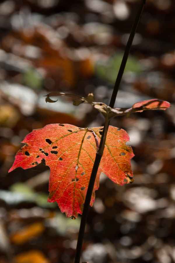 Herbst